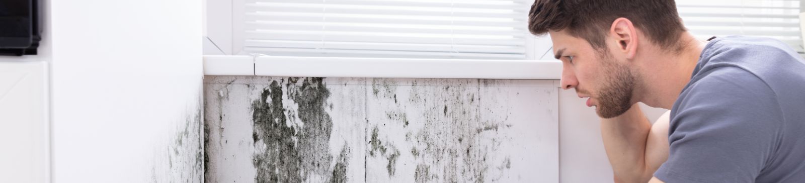 Mold Removal Services